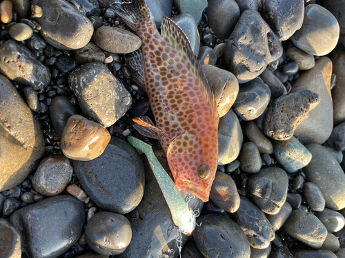 オオモンハタの釣果