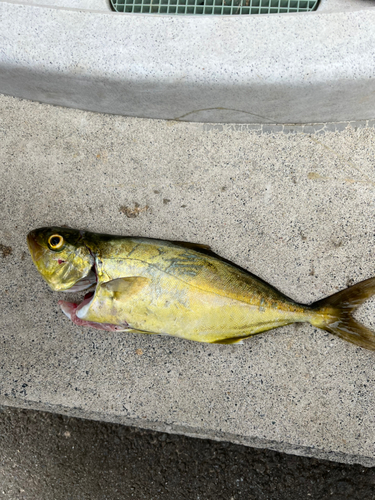 ショゴの釣果