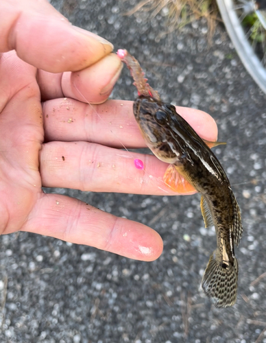 ハゼの釣果