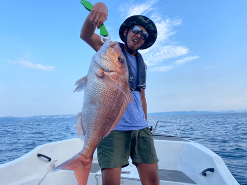 マダイの釣果