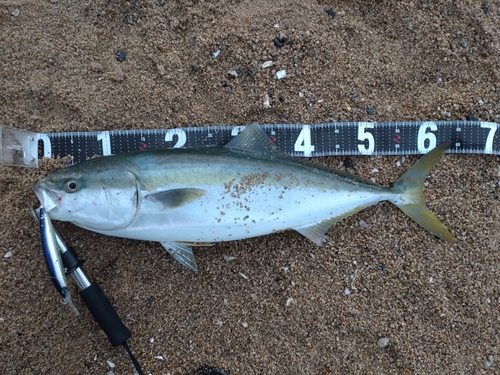 ハマチの釣果