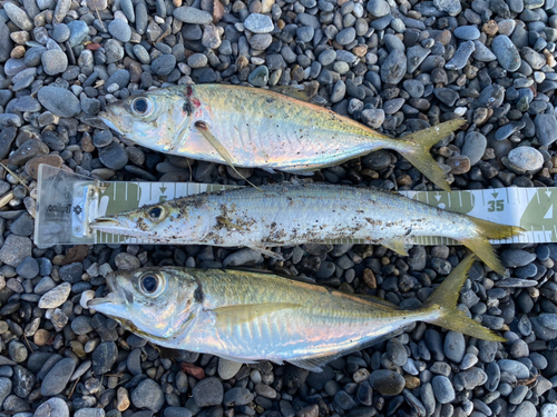 ワカシの釣果