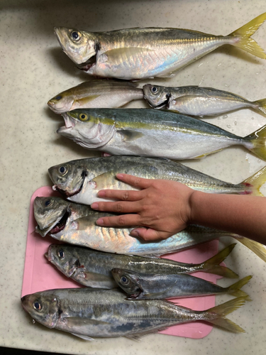 アジの釣果