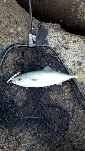 ワカシの釣果