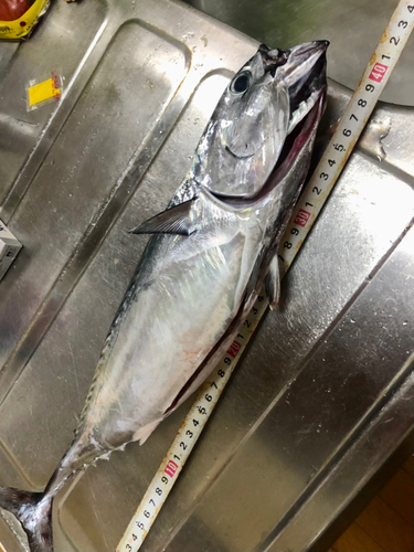 ソウダガツオの釣果