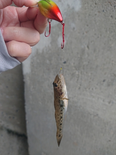 ハゼの釣果