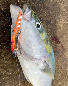 ハマチの釣果