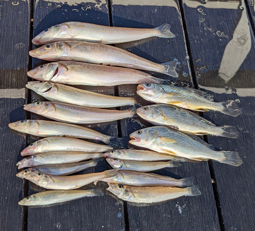 シロギスの釣果