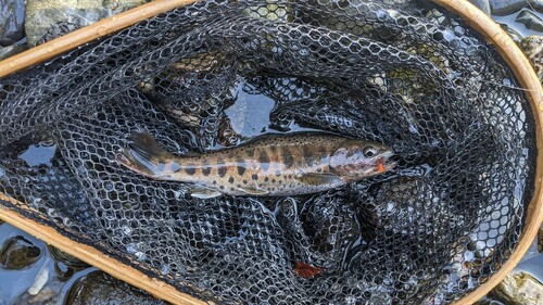 ヤマメの釣果