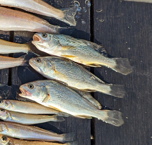 イシモチの釣果