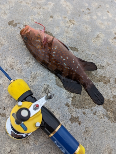 キジハタの釣果