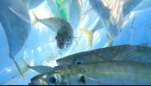 ムロアジの釣果