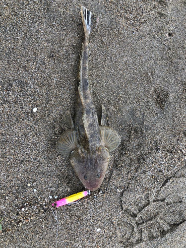 マゴチの釣果