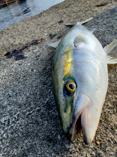 メジロの釣果