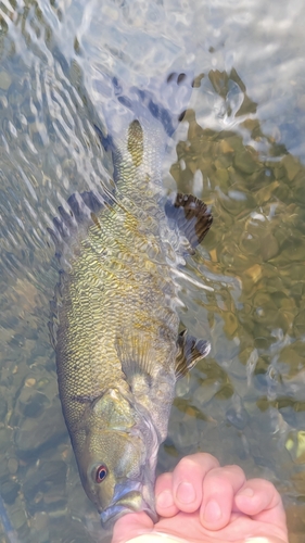 スモールマウスバスの釣果