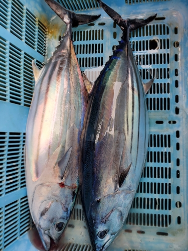 カツオの釣果