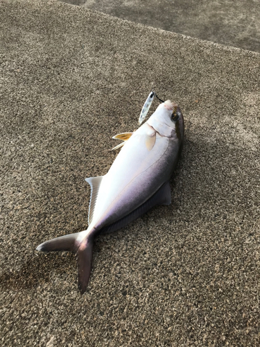 ショゴの釣果