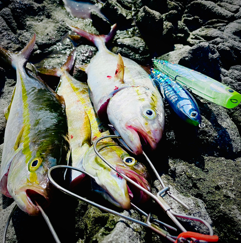 カンパチの釣果