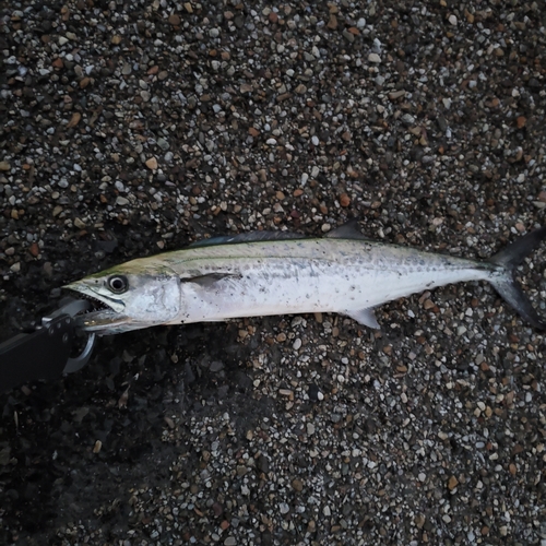 サゴシの釣果