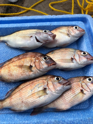 マダイの釣果