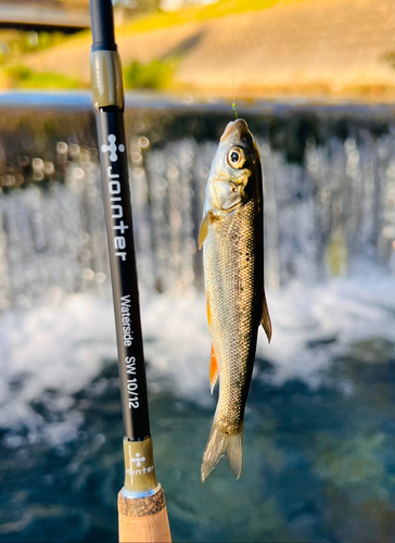 ウグイの釣果