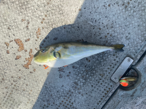 シロサバフグの釣果