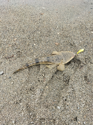 マゴチの釣果