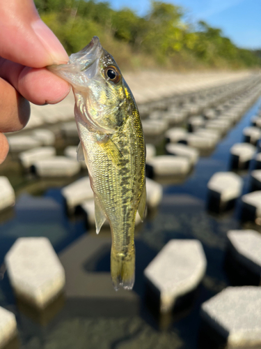 ラージマウスバスの釣果