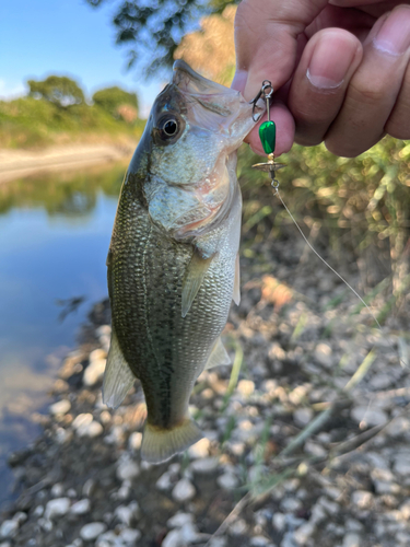 ラージマウスバスの釣果