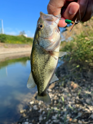 ラージマウスバスの釣果