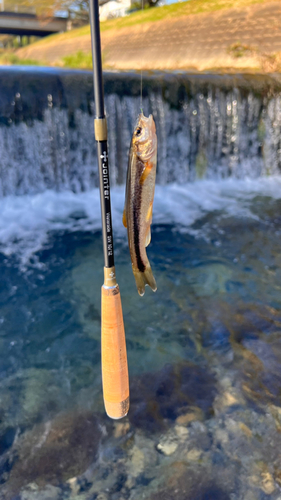 ウグイの釣果