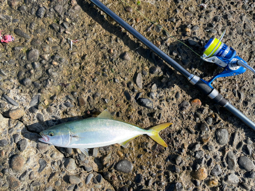 イナダの釣果