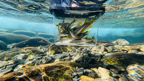 カワムツの釣果