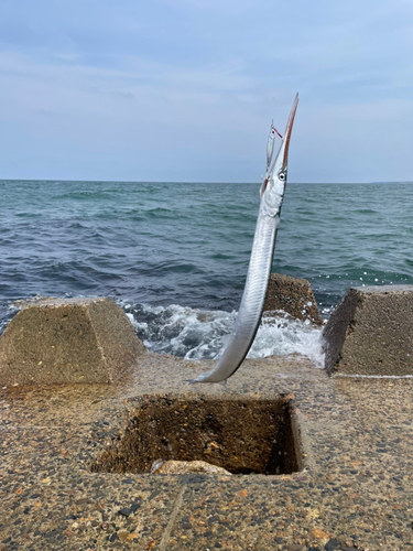 ダツの釣果