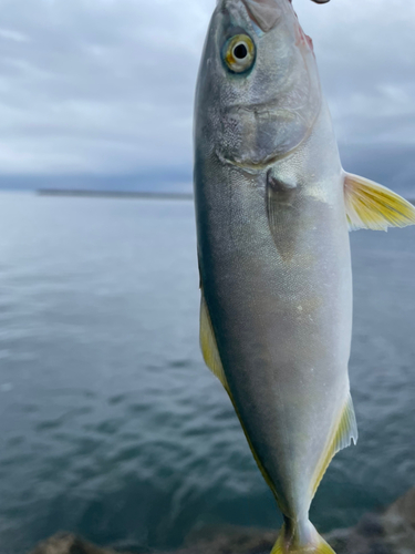 ワカシの釣果