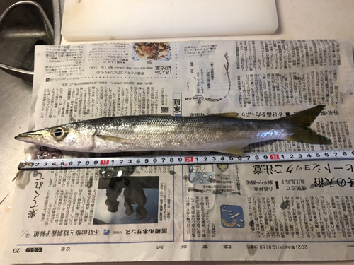 カマスの釣果