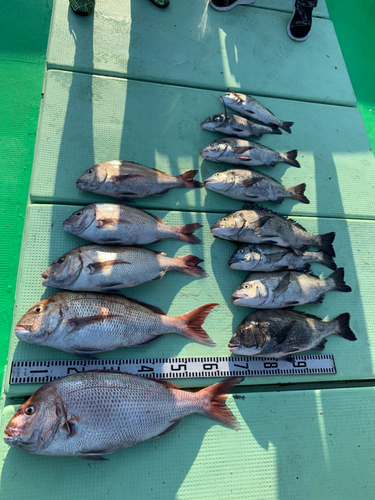 マダイの釣果