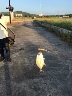 ガーラの釣果