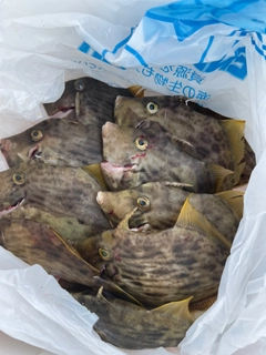 カワハギの釣果