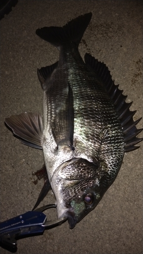 クロダイの釣果