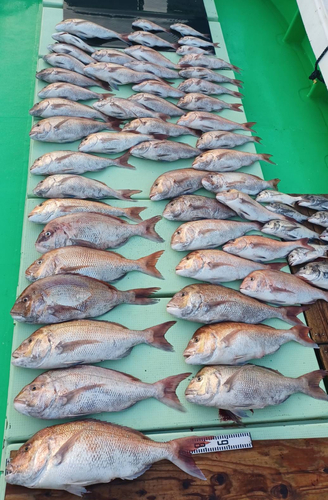 マダイの釣果