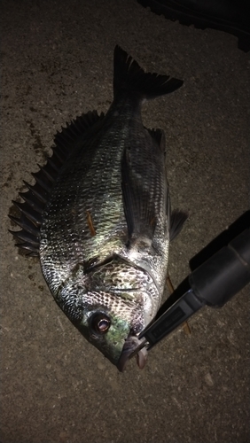 クロダイの釣果