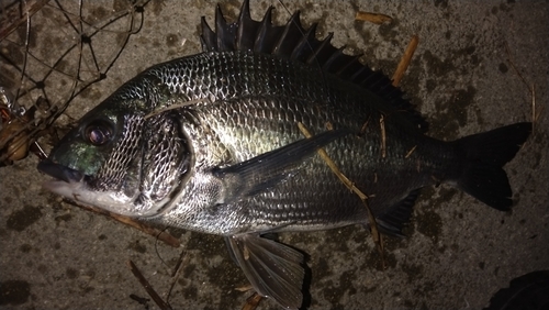 クロダイの釣果