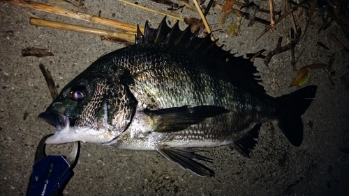 クロダイの釣果