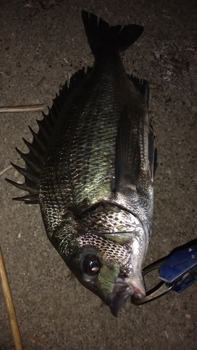 クロダイの釣果