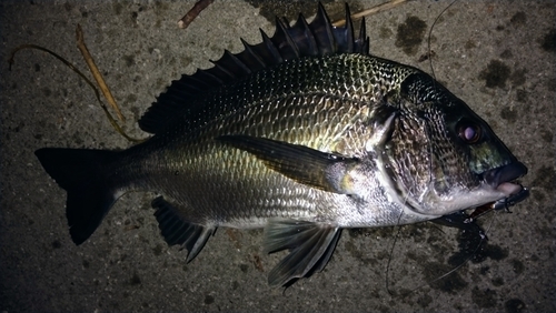 クロダイの釣果