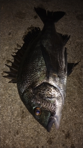 クロダイの釣果