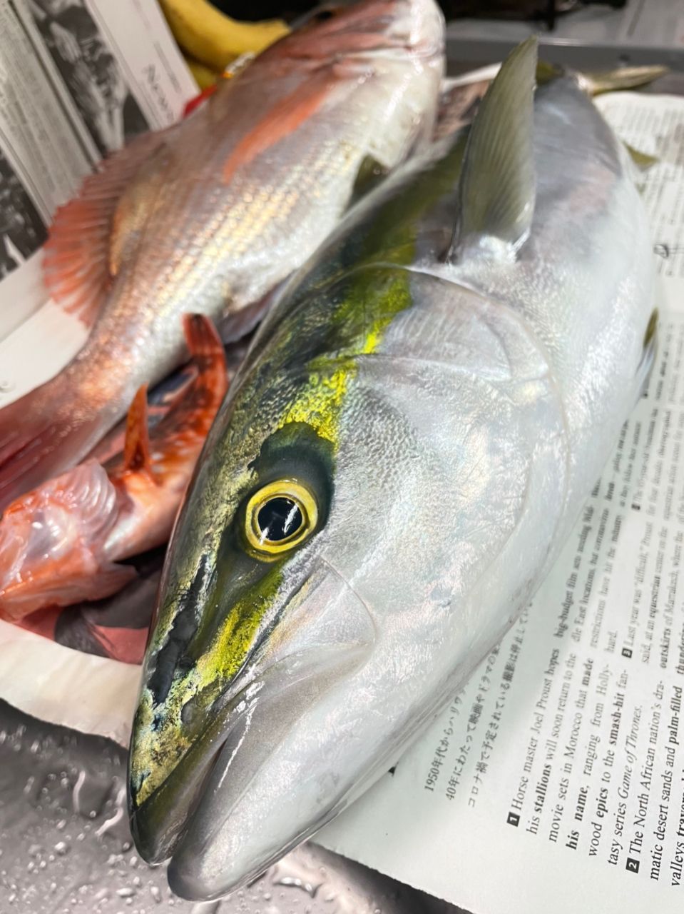 YouTubeボート初心者夫婦さんの釣果 3枚目の画像