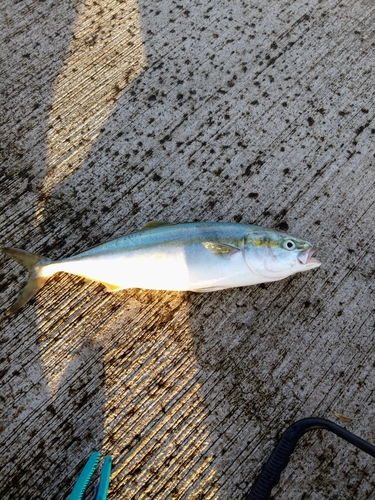 イナダの釣果