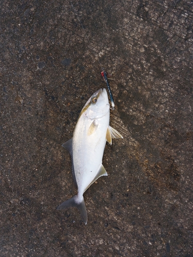 ショゴの釣果